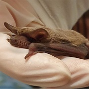 Southern Free-Tailed Bat