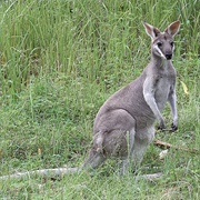 Whiptail Wallaby