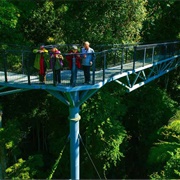 Tamborine Rainforest Skywalk
