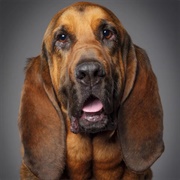 Bloodhound