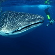 Dive With Whale Sharks and Manta Rays in Mozambique