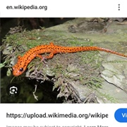 Spotted Tail Salamander