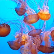 Monterey Bay Aquarium, California