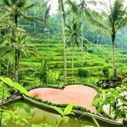 Tegallalang Rice Terraces, Bali
