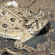 Texas Horned Lizard