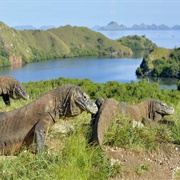 Komodo Island, Indonesia