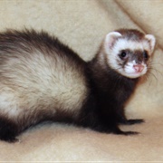 Ferret