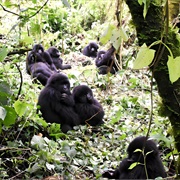 Virunga National Park, Democratic Republic of Congo