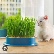 Cat Nip Growing Box