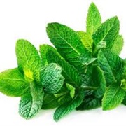 Mint