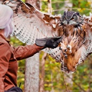 Carolina Raptor Center