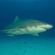 Lemon Shark