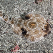 Bulls-Eye Electric Ray