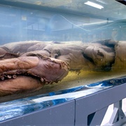 Archie the Giant Squid