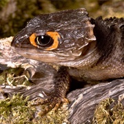 Red-Eyed Crocodile Skink