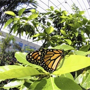 Butterfly Rainforest Gainesville FL