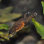 Lake Oku Clawed Frog