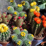 Columbia Road Shops and Flower Market