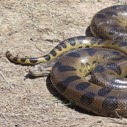 Anaconda