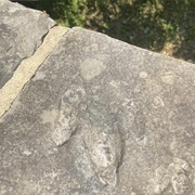 Gettysburg Dinosaur Tracks