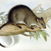 Black-Footed Tree-Rat