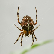 European Garden Spider
