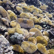 Mushroom Coral