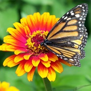 Create a Butterfly Garden