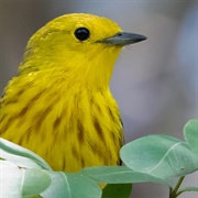 American Yellow Warbler