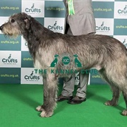 Irish Wolfhound