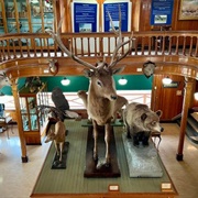 Banff Park Museum