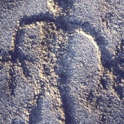 The Safe Harbor Petroglyphs