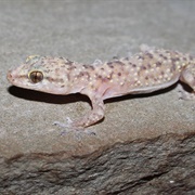 Mediterranean House Gecko