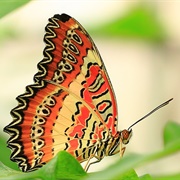 Red Lacewing