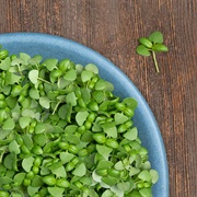 Basil Sprouts