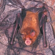 Orange Leaf-Nosed Bat
