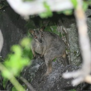 Cape York Rock-Wallaby