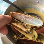 Date Shell (Lithophaga Lithophaga)