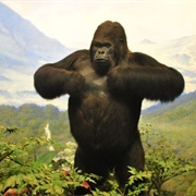 Gorilla Diorama