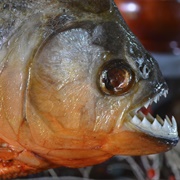 Piranha