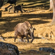 Motithang Takin Preserve