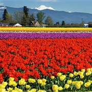 Skagit Valley Tulips, WA, USA