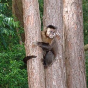 The Capuchin Monkeys of Manduri