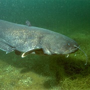 Wels Catfish
