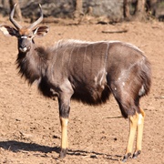 Lowland Nyala