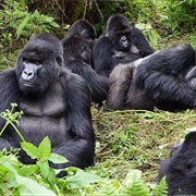 Bwindi Impenetrable Forest National Park, Uganda