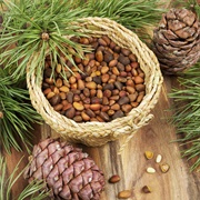 Conifer Nut