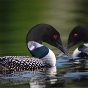 Common Loon