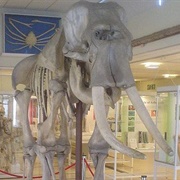 Cole Museum of Zoology