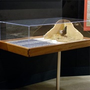 "Stumpy" John Silver